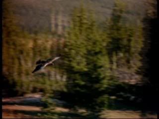 PDVD 001 zps3841e12f - Yellowstone [IMAX] (1996) [DVD5]