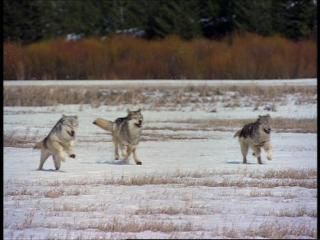 PDVD 001 zps59a07457 - Lobos [IMAX] (1999) [DVD5]