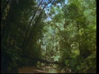 PDVD 001 zpsb67fcf52 - Selvas Tropicales [IMAX] (1999) [DVD5]