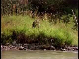 PDVD 002 zps48ca90a0 - Yellowstone [IMAX] (1996) [DVD5]