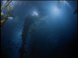 PDVD 002 zps95ddcce8 - En Busca de los Grandes Tiburones [IMAX] (1999) [DVD5]