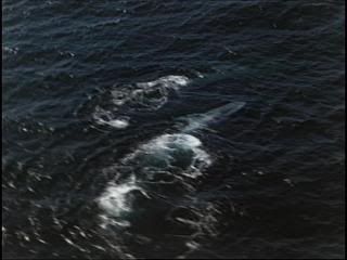 PDVD 002 zpsac2dc1ff - Ballenas - Un Viaje Inolvidable [IMAX] (2002) [DVD5]