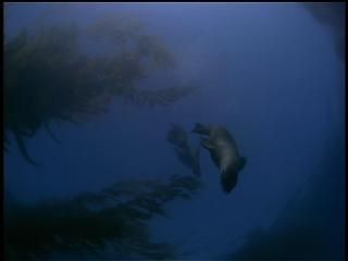 PDVD 003 zps0b64a9f6 - En Busca de los Grandes Tiburones [IMAX] (1999) [DVD5]