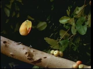 PDVD 005 zps784a5768 - Selvas Tropicales [IMAX] (1999) [DVD5]