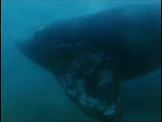 PDVD 005 zps9edcca9c - Ballenas - Un Viaje Inolvidable [IMAX] (2002) [DVD5]