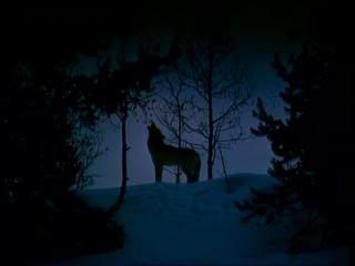 PDVD 005 zpsb84153c4 - Yellowstone [IMAX] (1996) [DVD5]