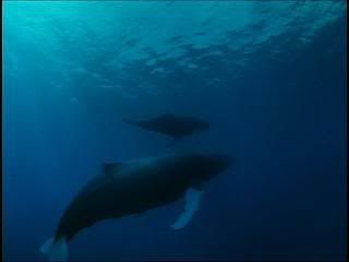 PDVD 006 zps69cfe6cd - Ballenas - Un Viaje Inolvidable [IMAX] (2002) [DVD5]