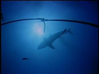 PDVD 007 zps31eb242f - En Busca de los Grandes Tiburones [IMAX] (1999) [DVD5]