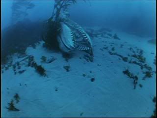 PDVD 007 zpsd31d5f27 - Ballenas - Un Viaje Inolvidable [IMAX] (2002) [DVD5]