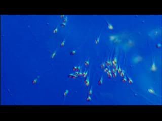 PDVD 008 zps23b2f72a - La Increíble Máquina Humana (2008) (Nat. Geo.) [DVD5]