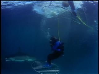 PDVD 008 zps32f8ffa5 - En Busca de los Grandes Tiburones [IMAX] (1999) [DVD5]