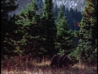 PDVD 009 zpsac2cb773 - Lobos [IMAX] (1999) [DVD5]