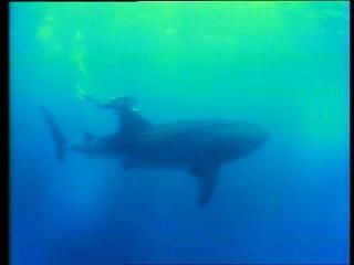 PDVD 009 zpse5a79e64 - En Busca de los Grandes Tiburones [IMAX] (1999) [DVD5]