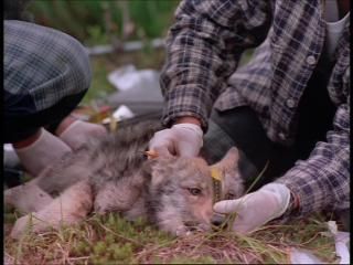 PDVD 010 zps03da9e08 - Lobos [IMAX] (1999) [DVD5]