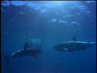 PDVD 010 zps25e73c8e - En Busca de los Grandes Tiburones [IMAX] (1999) [DVD5]