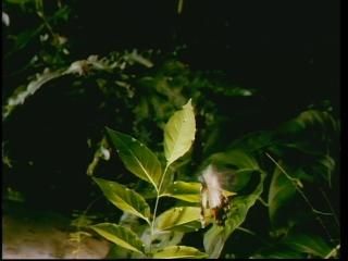 PDVD 010 zps2731f6e0 - Selvas Tropicales [IMAX] (1999) [DVD5]