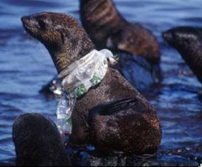 Seehund gefangen im Plastikmüll