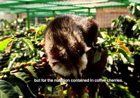 Kopi Luwak Indoensia Tak Langgar Hak Hak Hewan Viva Borneo