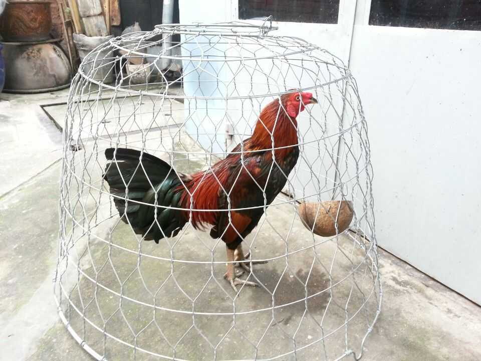 Gà tre lai đá tiền - gà cay - 4