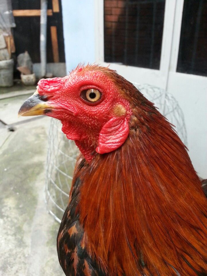 Gà tre lai đá tiền - gà cay - 5