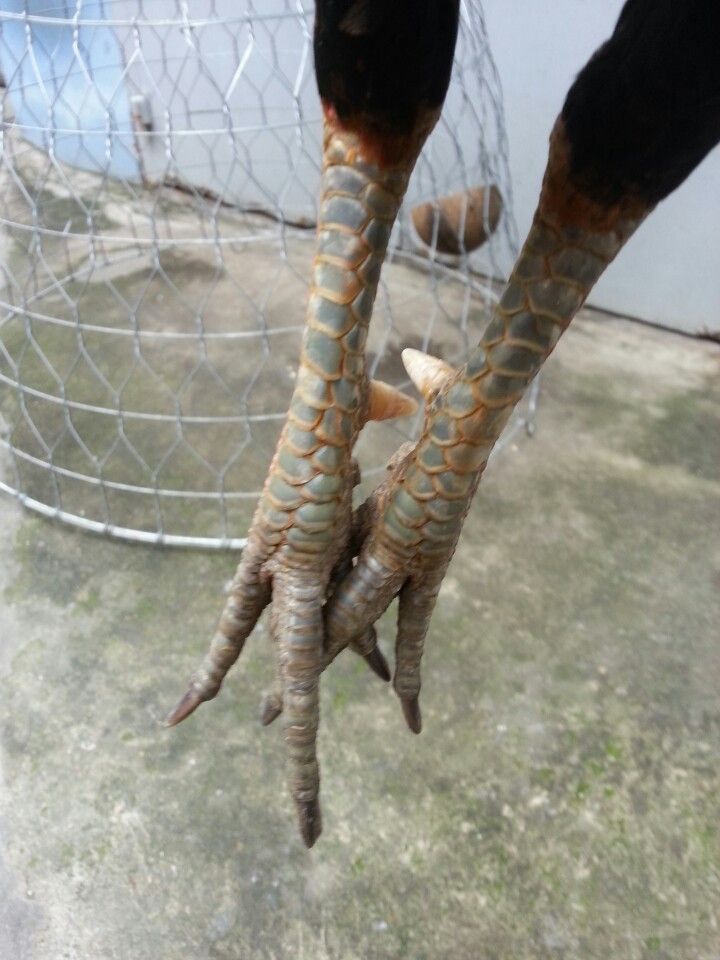 Gà tre lai đá tiền - gà cay - 8