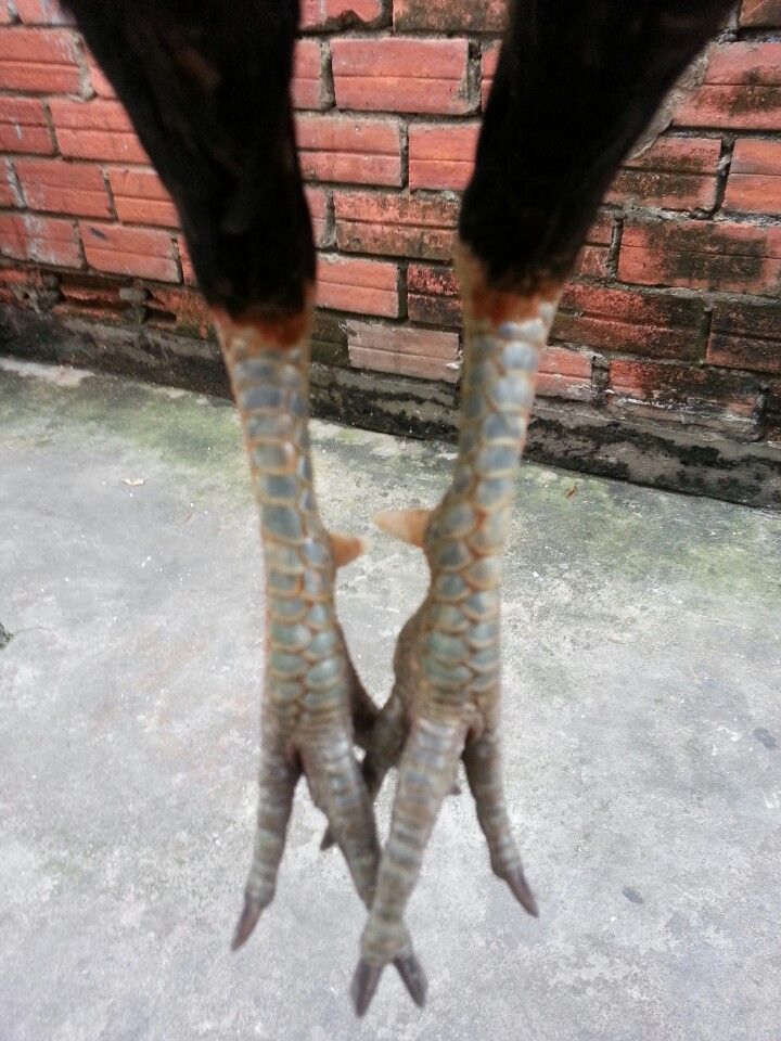 Gà tre lai đá tiền - gà cay - 7