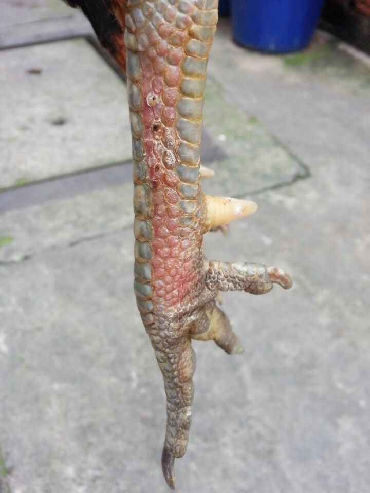 Gà tre lai đá tiền - gà cay - 6