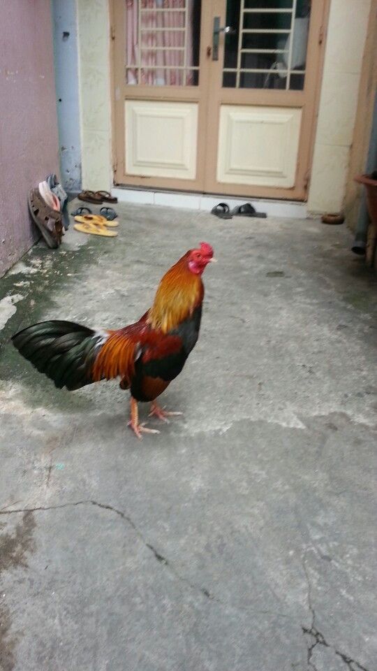 Gà tre lai đá tiền - gà cay