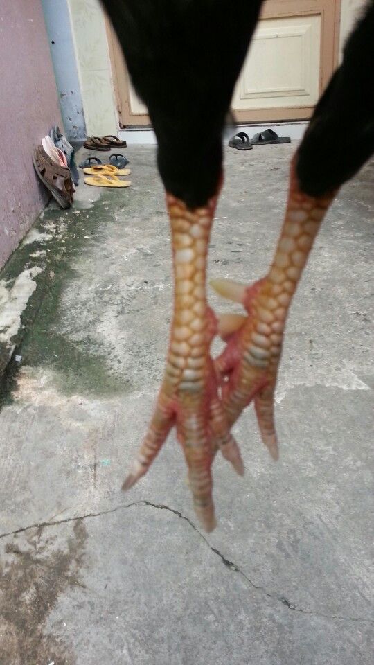 Gà tre lai đá tiền - gà cay - 3