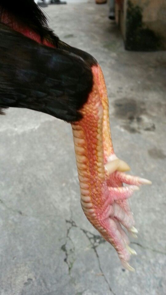 Gà tre lai đá tiền - gà cay - 2