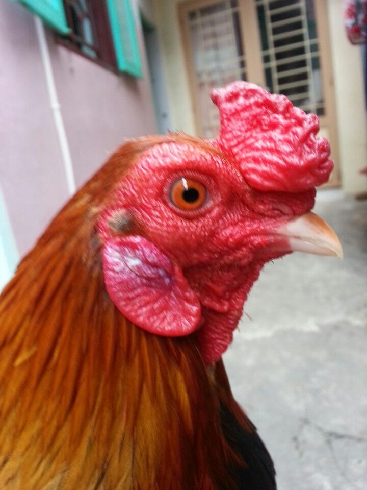 Gà tre lai đá tiền - gà cay - 1