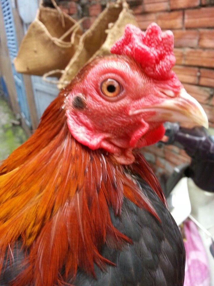 Gà tre lai đá tiền - gà cay - 10