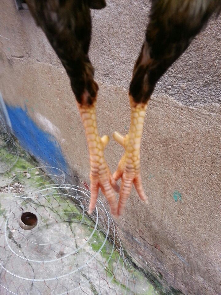 Gà tre lai đá tiền - gà cay - 11