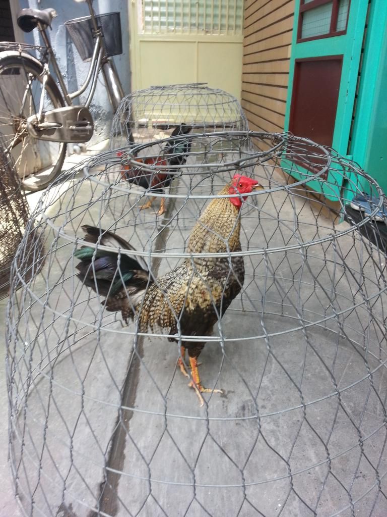 Ga tre lai đa tien - 0909 68 27 98