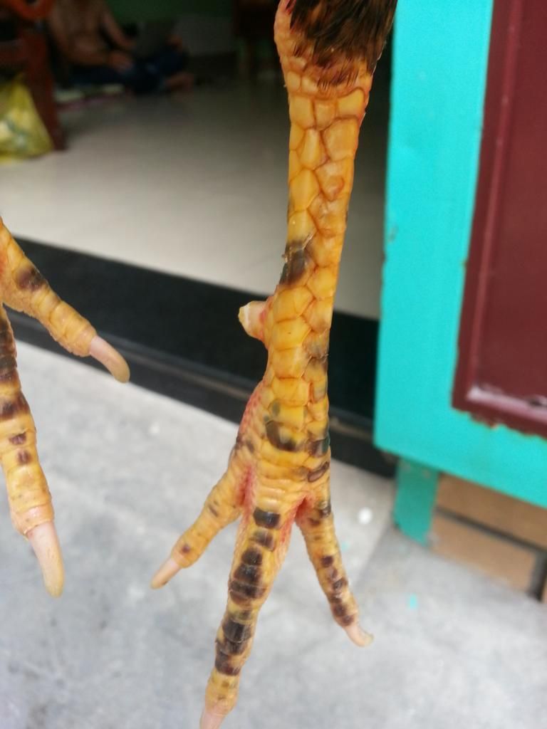 Ga tre lai đa tien - 0909 68 27 98 - 2