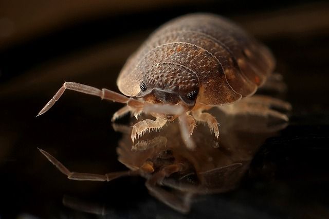 Source: https://pixabay.com/en/armadillo-worm-bug-insect-790350/ photo armadillo-790350_640_zpsf1tizwno.jpg