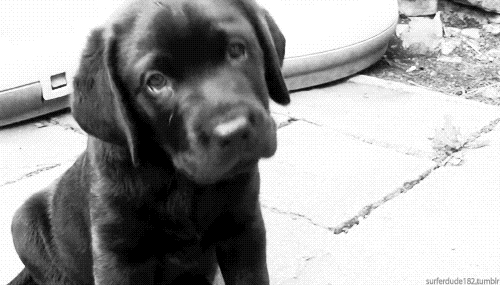  photo black-and-white-cute-dog-gif-page-1-of-13-Favimcom-292057_zps0e17836c.gif