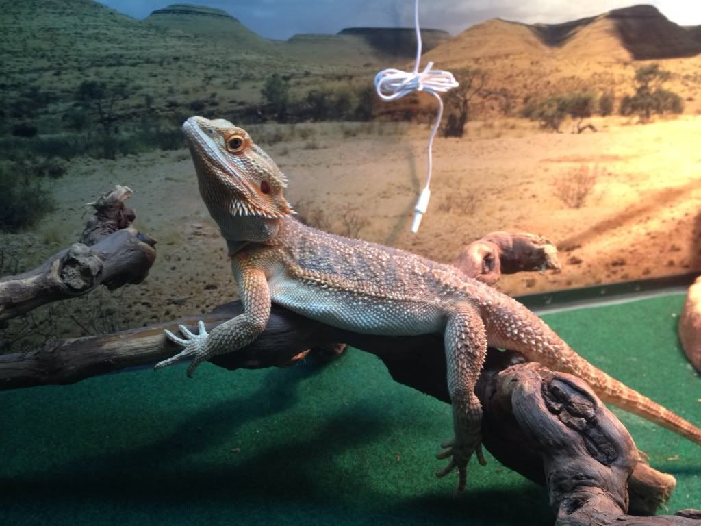 adorable-bearded-dragons-at-petsmart-by-krazykari-on-deviantart