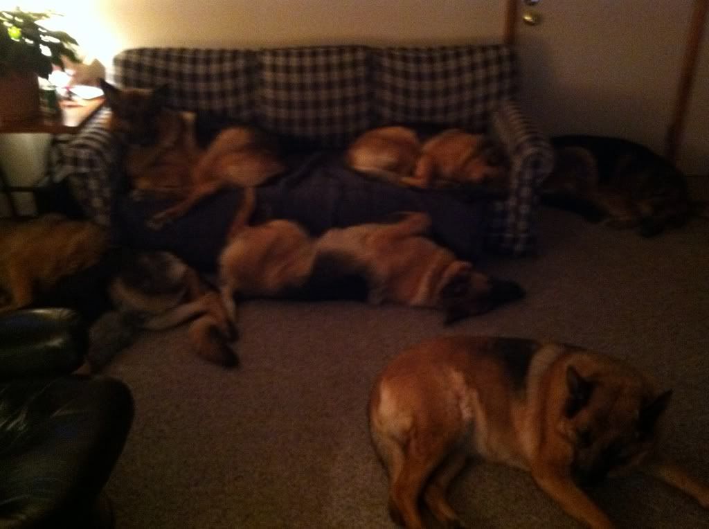 how does your dog sleep? (no cats)