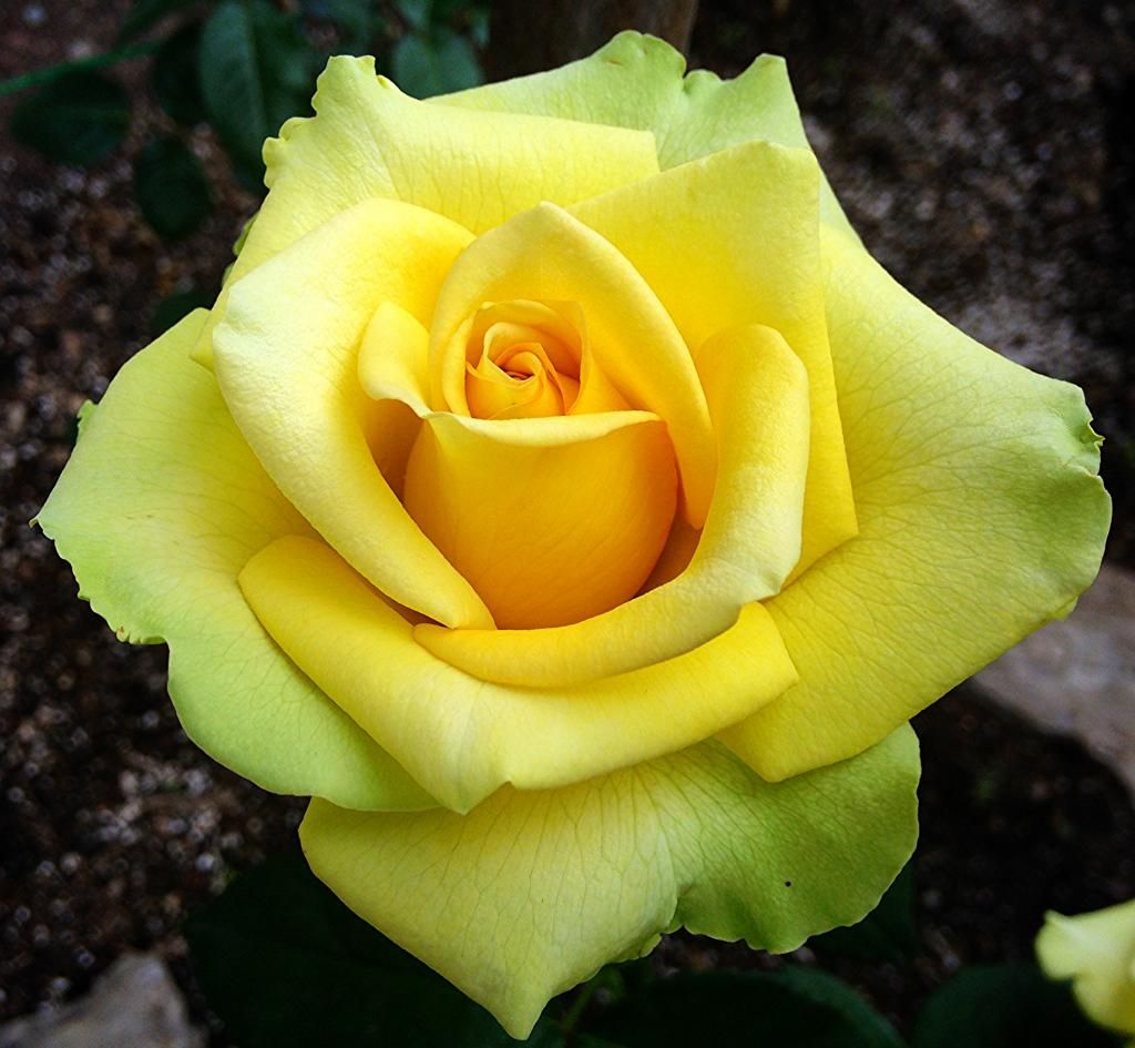  photo 06e8818f-14c4-491b-8c69-ac15d7e19f19_zps025e665f.jpg