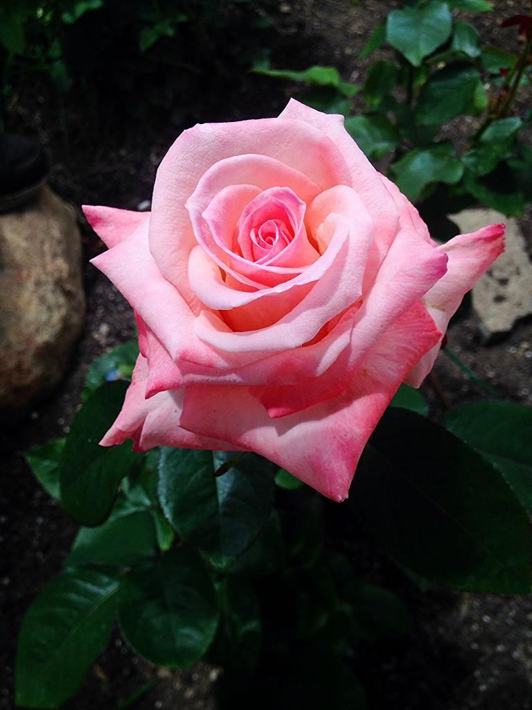  photo 07ab0d7a-87be-4192-8d09-6ef8595b7255_zps769eb6e2.jpg