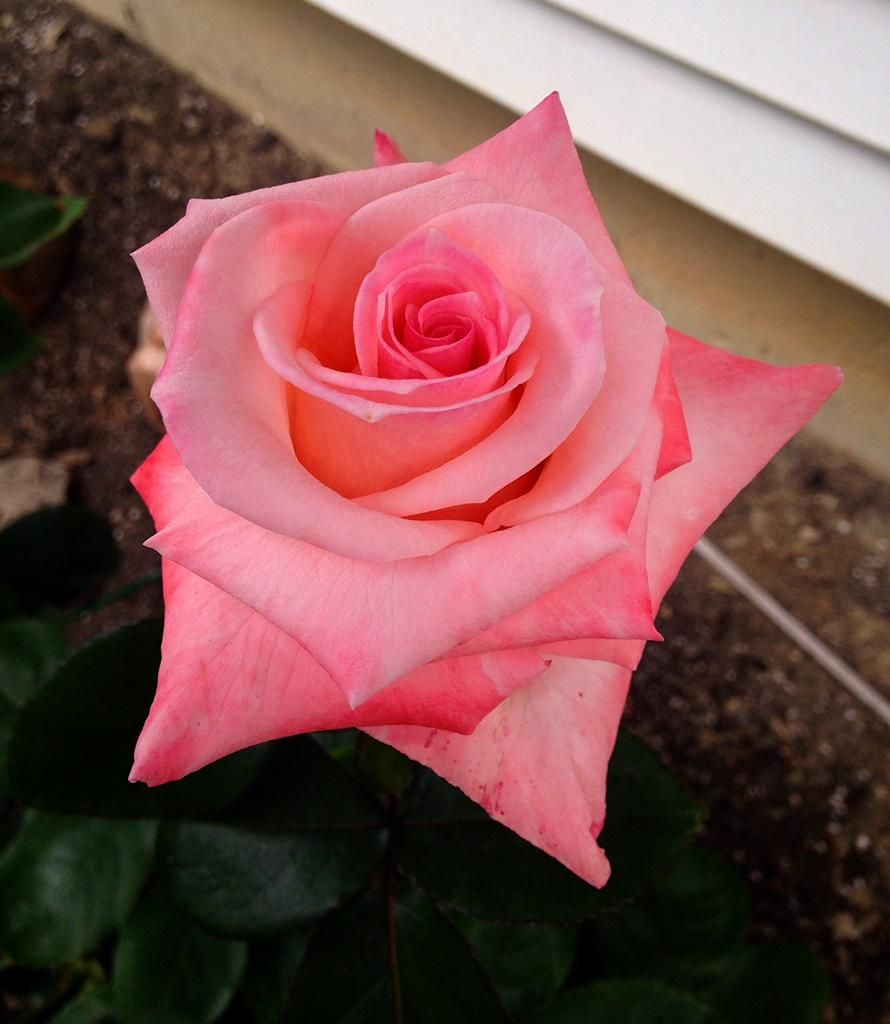  photo 10c298aa-fc9c-47a0-8037-7d039aed0d74_zps09bb904e.jpg