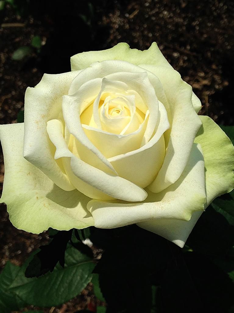  photo 6c7a8bb5-e5c9-4237-b26e-411b471e2130_zps5722e6a8.jpg