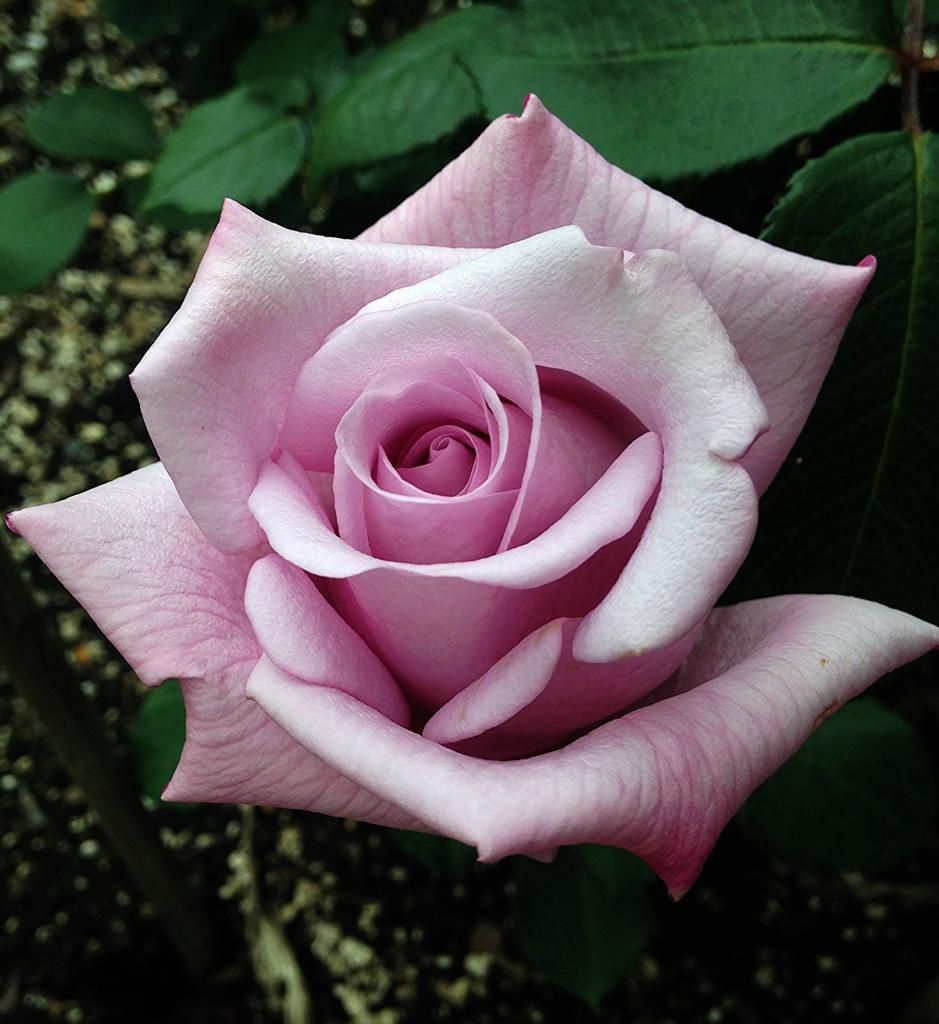  photo 7d377905-62b5-4079-949d-5f7db8dd7030_zps8d94f6a5.jpg