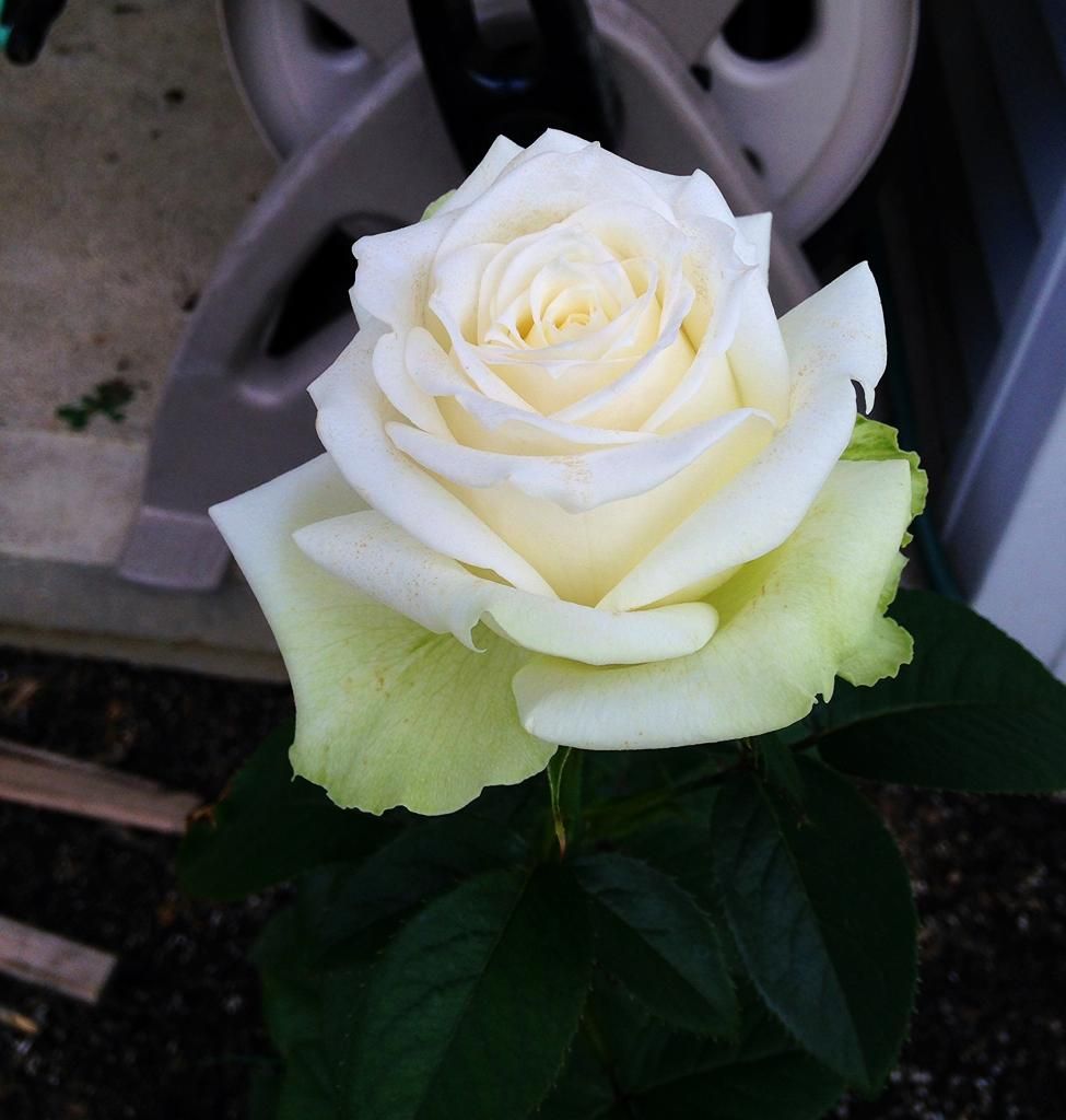  photo 9ba3071d-68dc-45f3-932c-b70e5723b19d_zpse8f0be1a.jpg