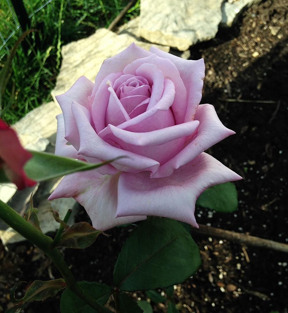  photo c43fc849-7072-4331-9183-811f29bedd78_zps815ab874.jpg