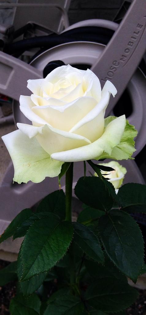  photo d9ee1282-a22f-486b-bb82-3734dda3d772_zpsf116a011.jpg