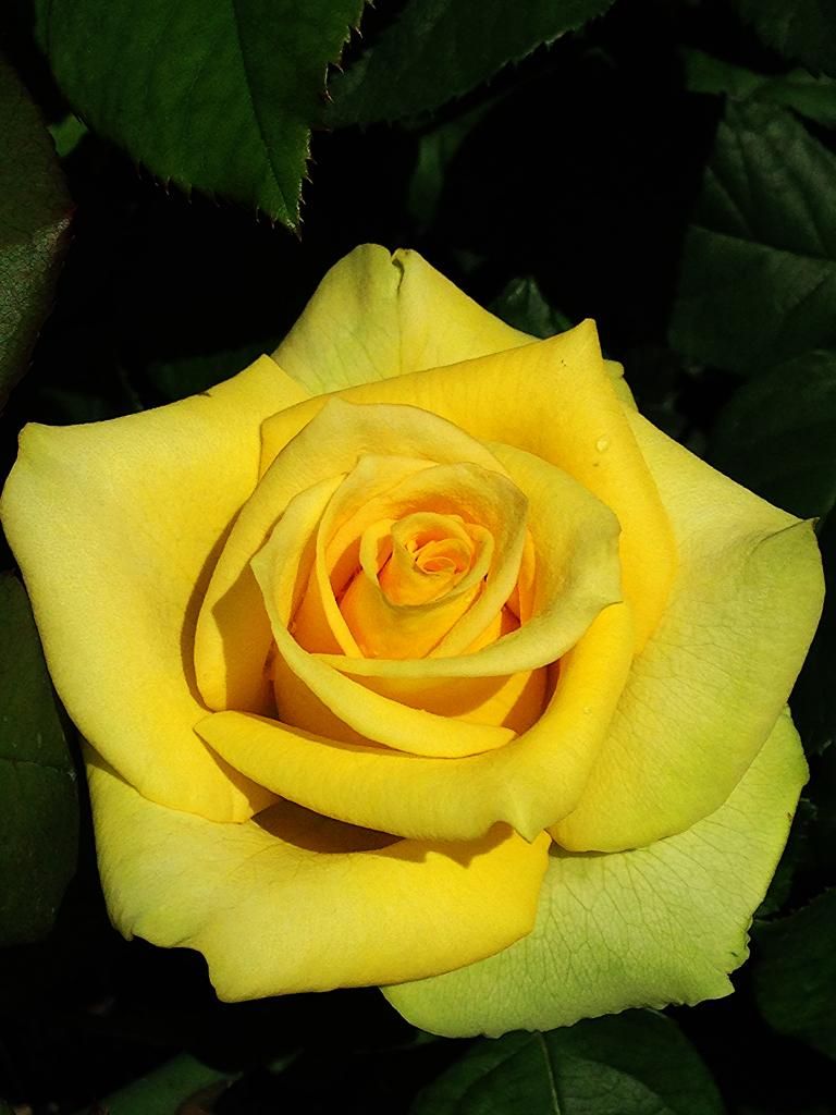  photo dad3a7e4-ae3e-47e4-a270-37086617c722_zps253476e9.jpg