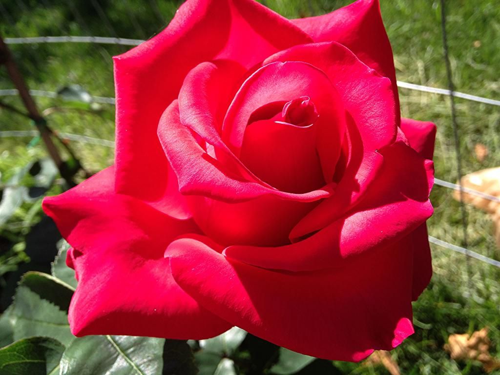  photo db37027e-40f0-4a25-bad0-887407208148_zpsf095d933.jpg