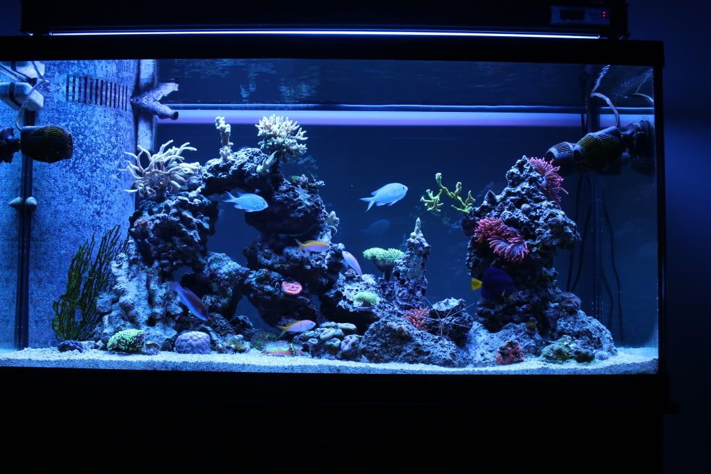 photo3 zps2cb6dbce - Pinhigh1886 90 Gallon Mixed Reef